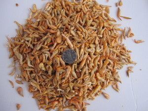 雪龍魚飼料品牌消費者評價：雪龍魚飼料品牌的優勢