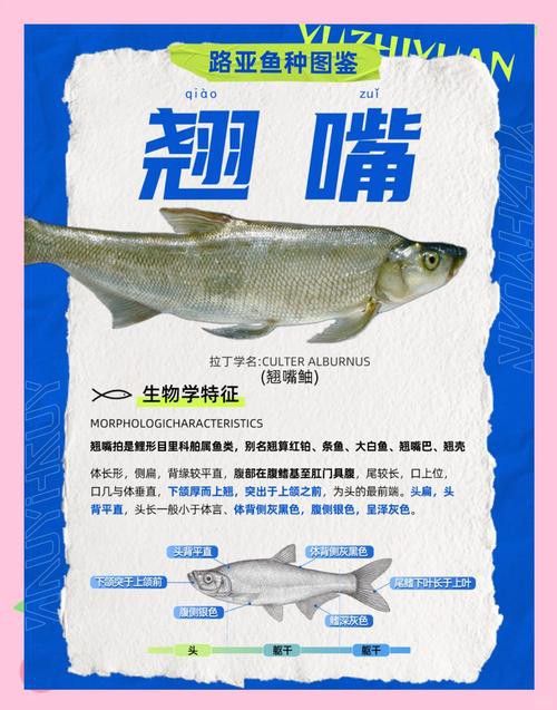 翹嘴魚和龍魚哪個貴