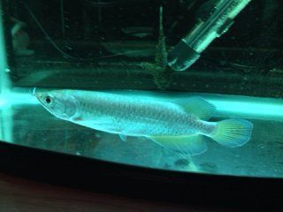 星點龍魚水溫多少合適