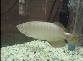 星點龍魚水溫多少合適