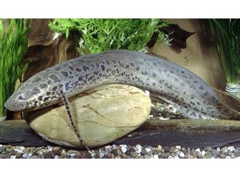 肺魚，肺魚如何適應干旱環境，肺魚的夏眠過程是怎樣的