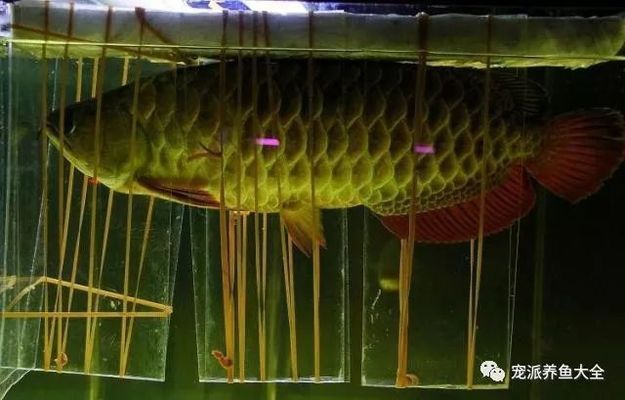 龍魚突然張嘴抽筋（龍魚突然張嘴抽筋可能由多種因素引起龍魚張嘴抽搐的因素引起）