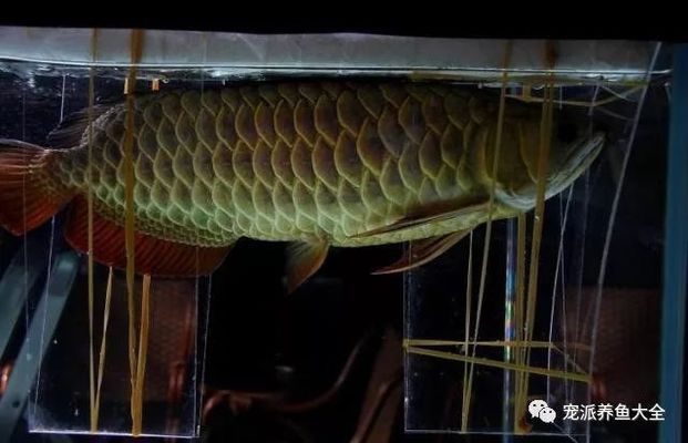 龍魚突然張嘴抽筋（龍魚突然張嘴抽筋可能由多種因素引起龍魚張嘴抽搐的因素引起）