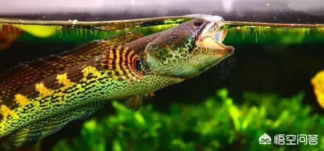 龍魚吃小蝦（龍魚吃小蝦需要注意一些細節，以確保龍魚健康地成長）