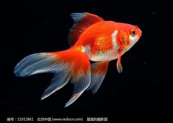 龍魚跟金魚可以一起養嗎（龍魚和金魚可以一起養）