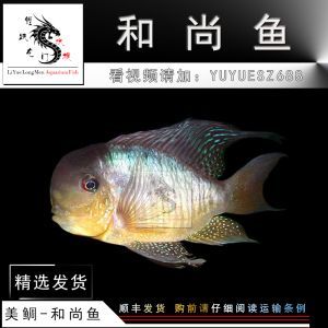 龍魚搭配關(guān)刀魚好嗎，龍魚關(guān)刀魚混養(yǎng)的日常管理