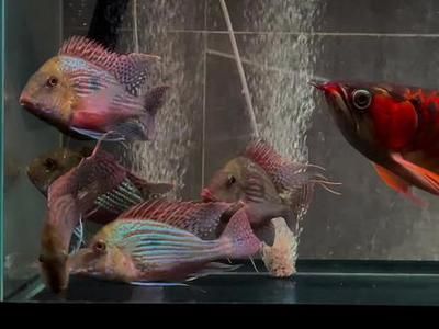 龍魚搭配關(guān)刀魚好嗎，龍魚關(guān)刀魚混養(yǎng)的日常管理