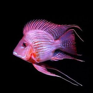 龍魚搭配關(guān)刀魚好嗎，龍魚關(guān)刀魚混養(yǎng)的日常管理