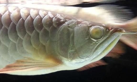 龍魚掉眼是什么樣子的圖片