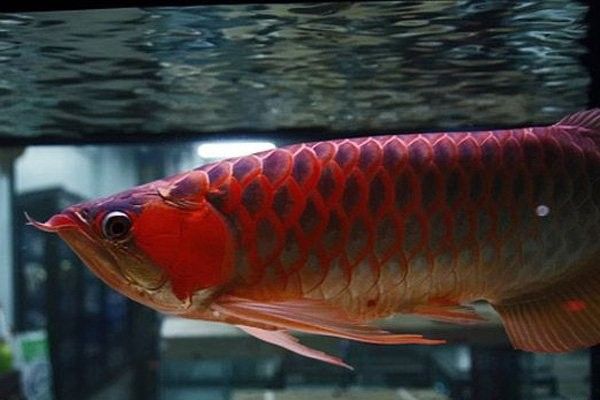 龍魚掉眼是什么樣子的圖片