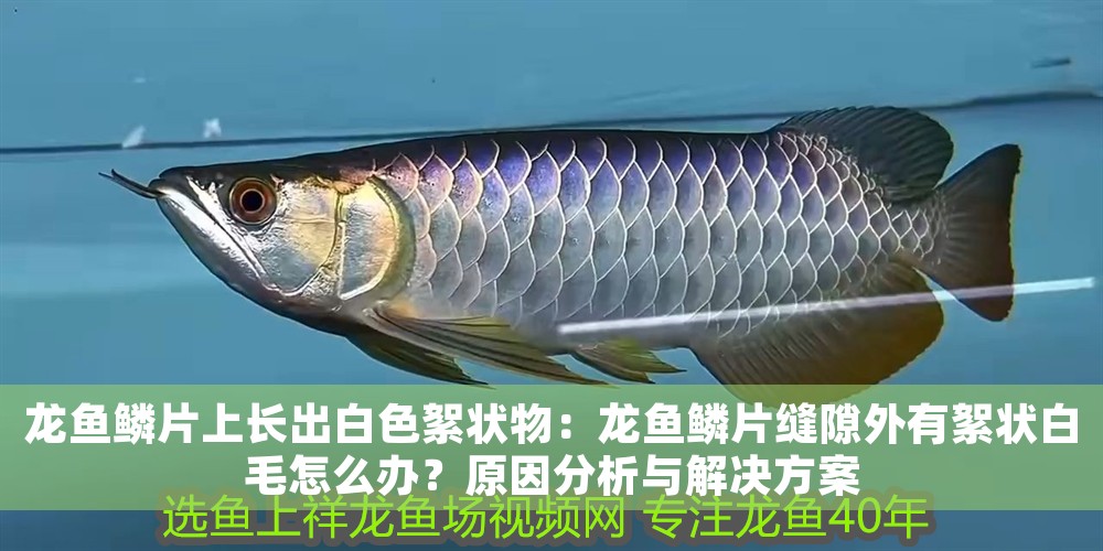 龍魚鱗片上長出白色絮狀物：龍魚鱗片縫隙外有絮狀白毛怎么辦？原因分析與解決方案