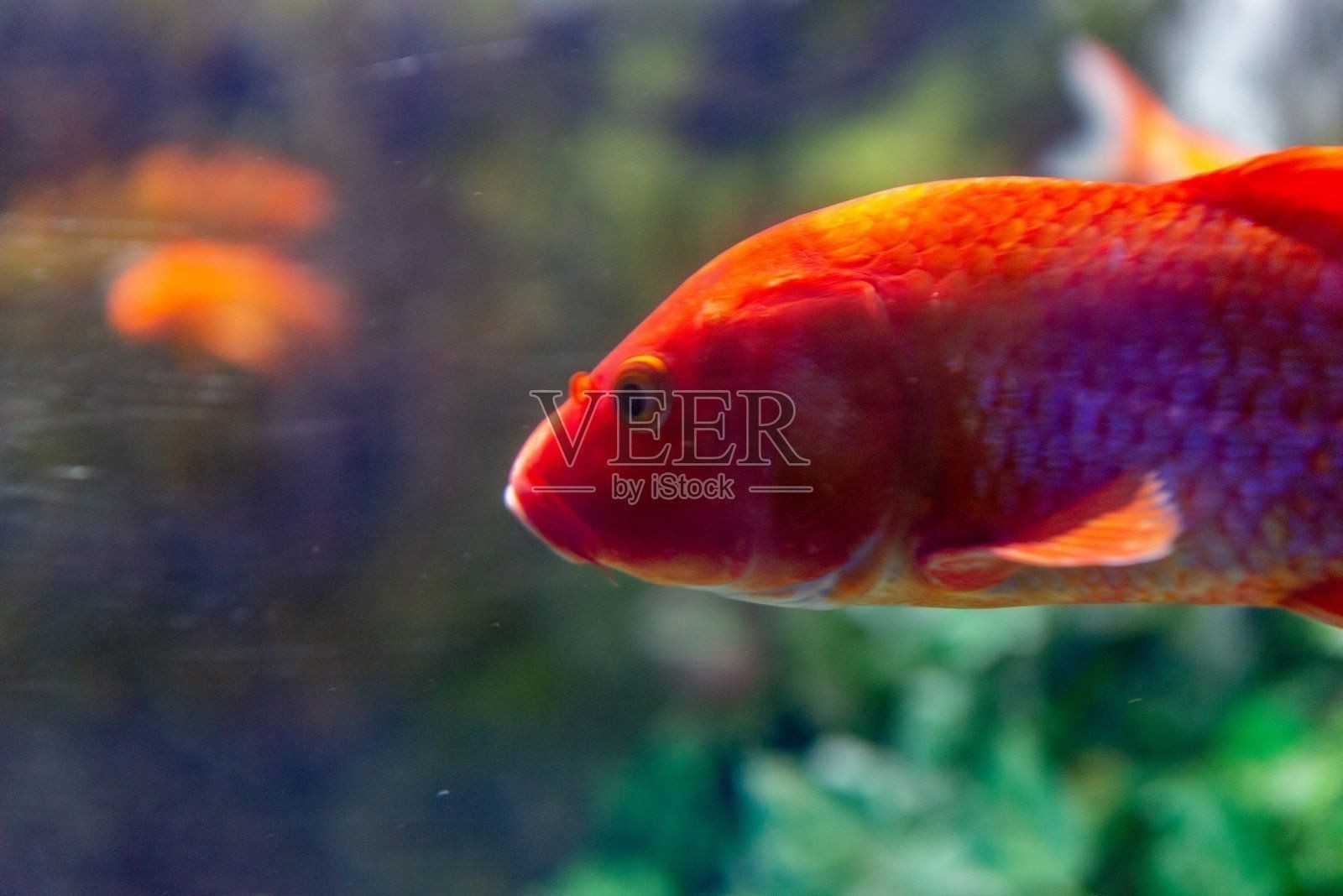 玫瑰狐貍孔雀龍魚（玫瑰狐貍孔雀龍魚是一種美麗且受歡迎的觀賞魚）