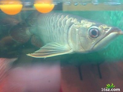 純白色的龍魚好養嗎：純白色的龍魚是否好養