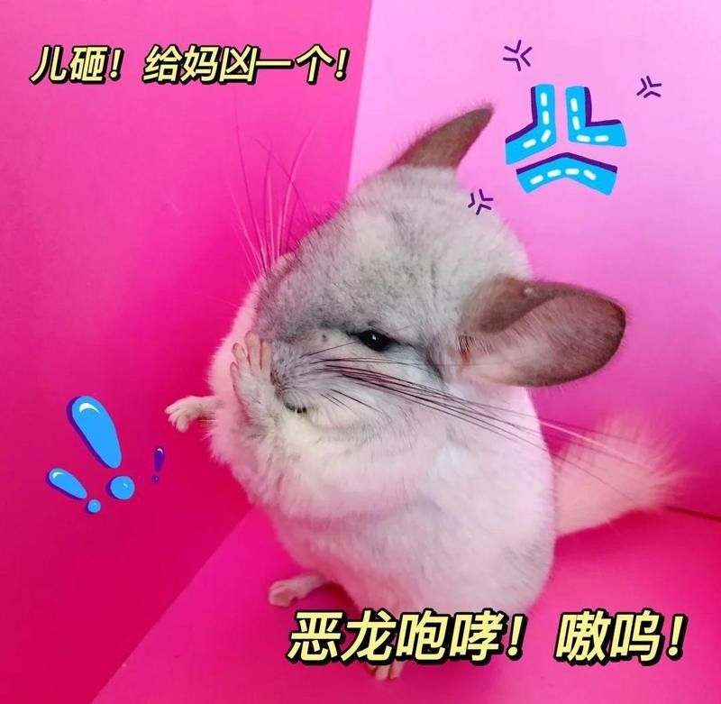 龍貓繁殖的最佳溫度是多少？