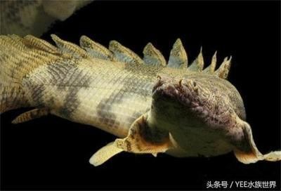 龍魚啥魚都咬魚：關(guān)于龍魚攻擊行為的詳細(xì)解析