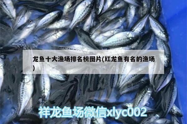 龍魚十大漁場排名榜最新：龍魚十大漁場排名