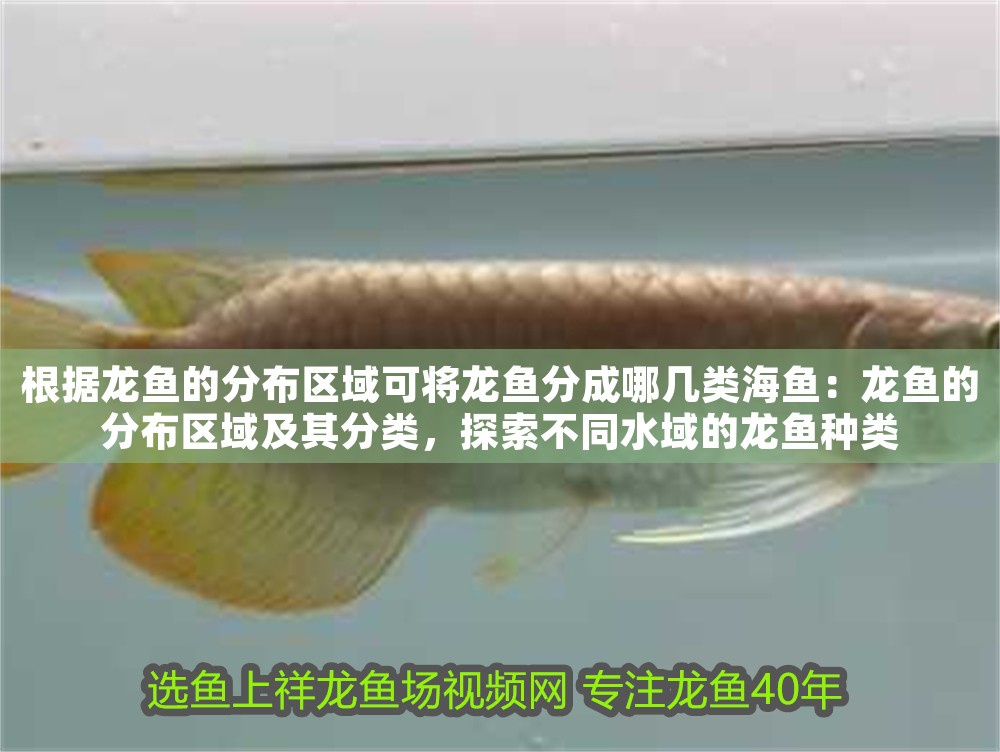 根據(jù)龍魚的分布區(qū)域可將龍魚分成哪幾類海魚：龍魚的分布區(qū)域及其分類，探索不同水域的龍魚種類