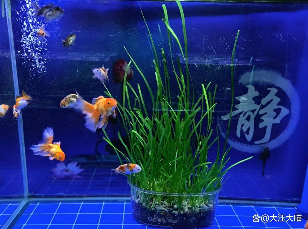 紅龍魚水質不穩定會有什么表現？