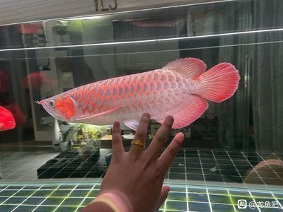 龍魚白便但是食欲很好：龍魚中國吧-百度貼吧