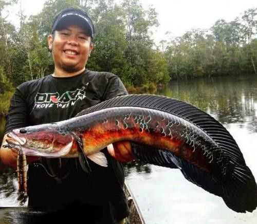 五點雷龍魚圖片大全