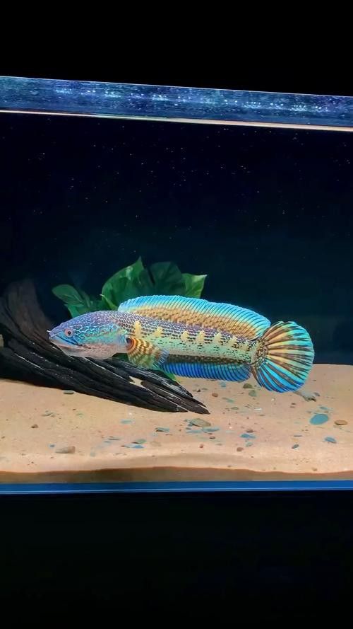 五點雷龍魚圖片大全