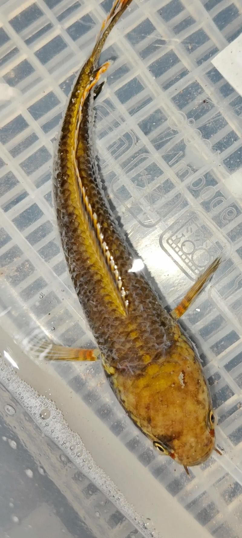 五點雷龍魚圖片大全