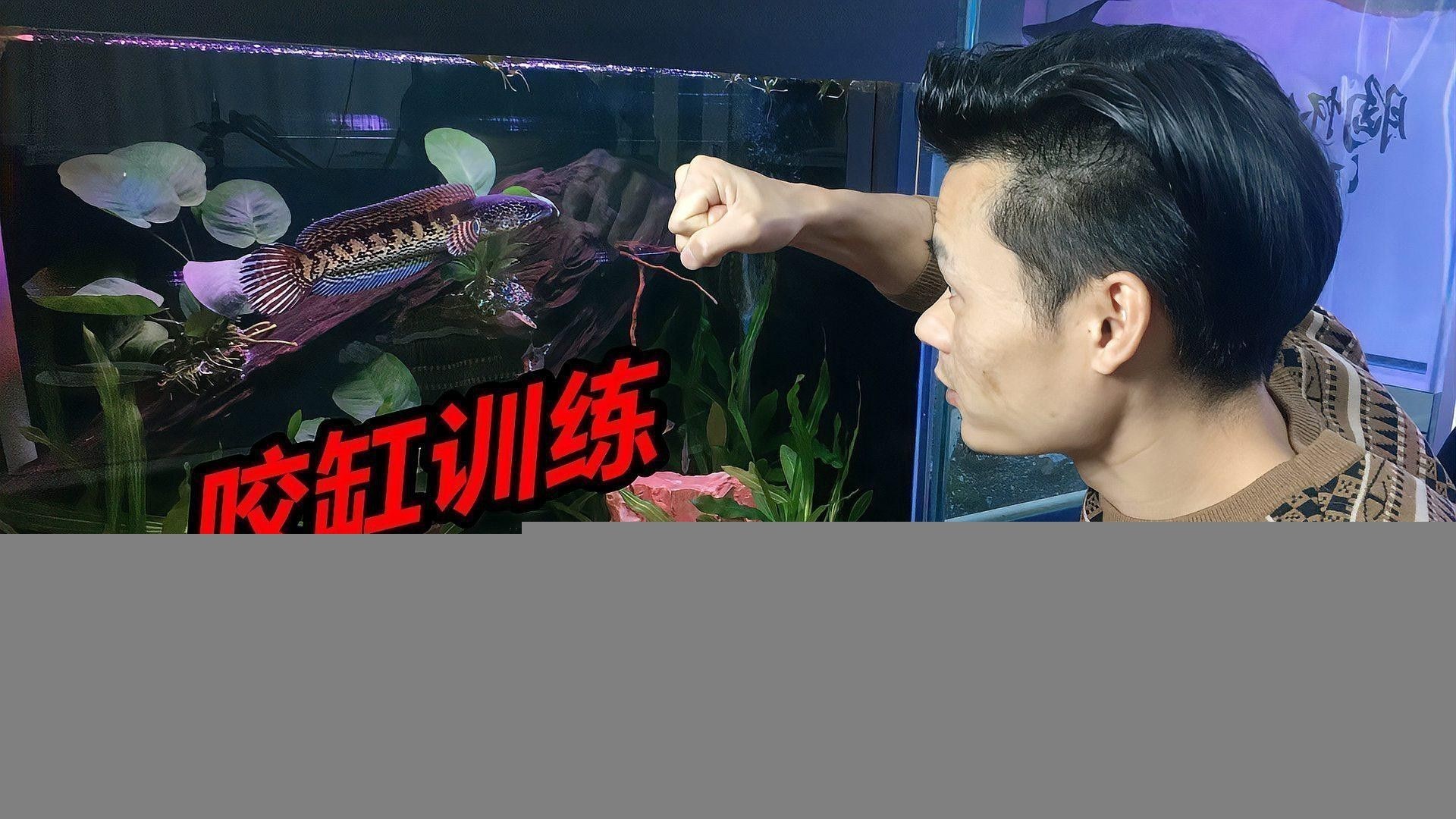 五點雷龍魚圖片大全