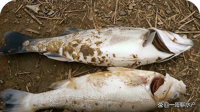 龍魚水霉病能自愈嗎？