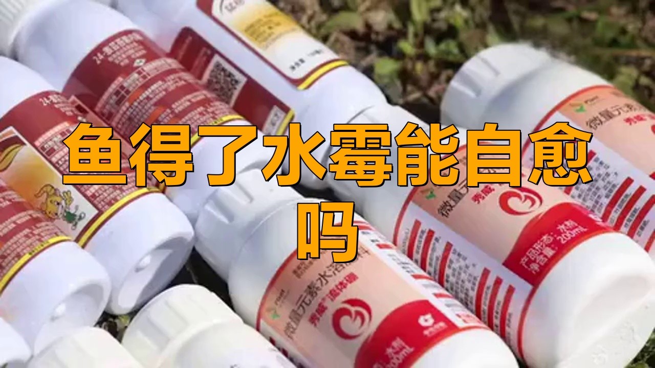 龍魚水霉病能自愈嗎？