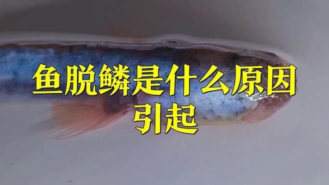 金龍魚為什么掉鱗片