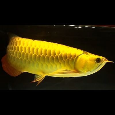 龍魚喂金蛙有什么好處：龍魚喂金蛙有什么好處龍魚喂金蛙有什么好處