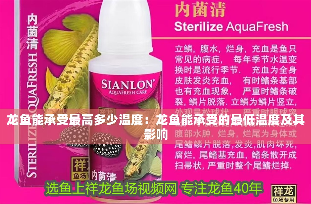 龍魚能承受最高多少溫度：龍魚能承受的最低溫度及其影響