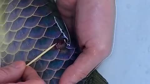 龍魚爛鱗：龍魚爛鱗與水質(zhì)管理、飼料質(zhì)量、疾病感染等因素的關(guān)系