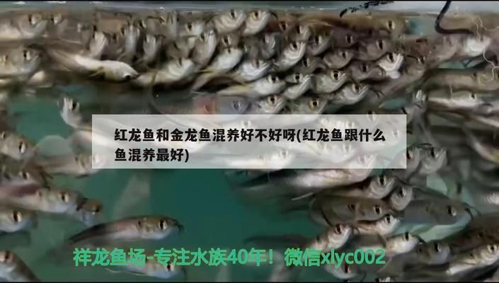紅龍魚(yú)與金龍魚(yú)混養(yǎng)怎么樣（紅龍魚(yú)與金龍魚(yú)混養(yǎng)案例分享混養(yǎng)案例分享混養(yǎng)龍魚(yú)疾病預(yù)防措施）