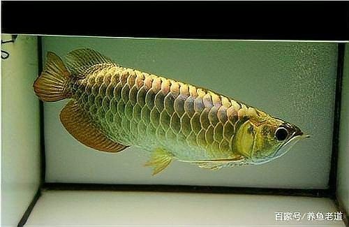 龍魚是金龍魚的祖先嗎