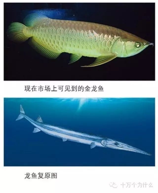 龍魚是金龍魚的祖先嗎