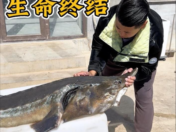 大豐收龍魚有哪些烹飪方法？