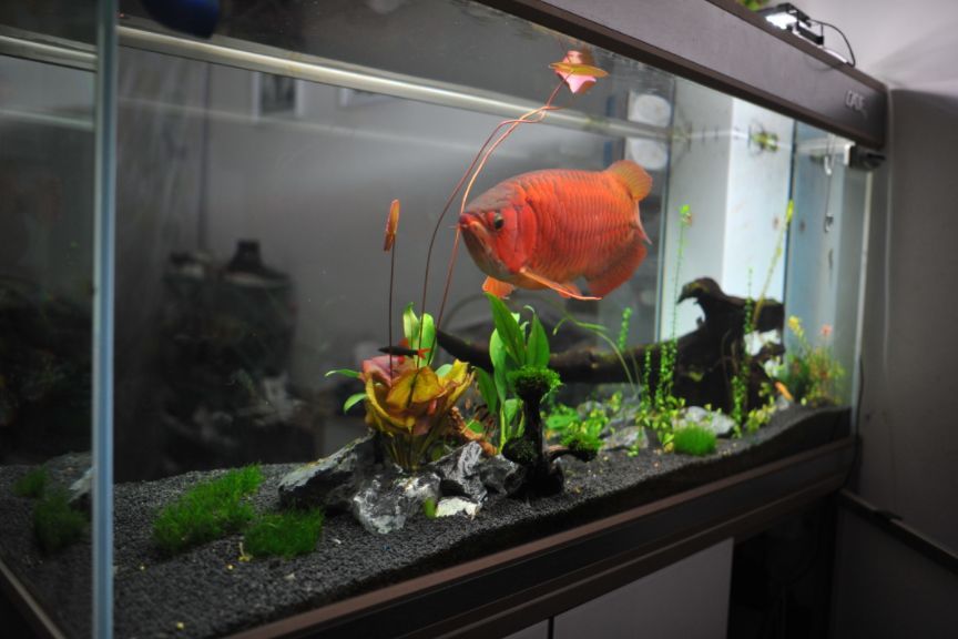 龍魚突然在缸底游來游去是為什么：龍魚突然在缸底游來游去可能有多種原因以下是根據搜索結果總結的