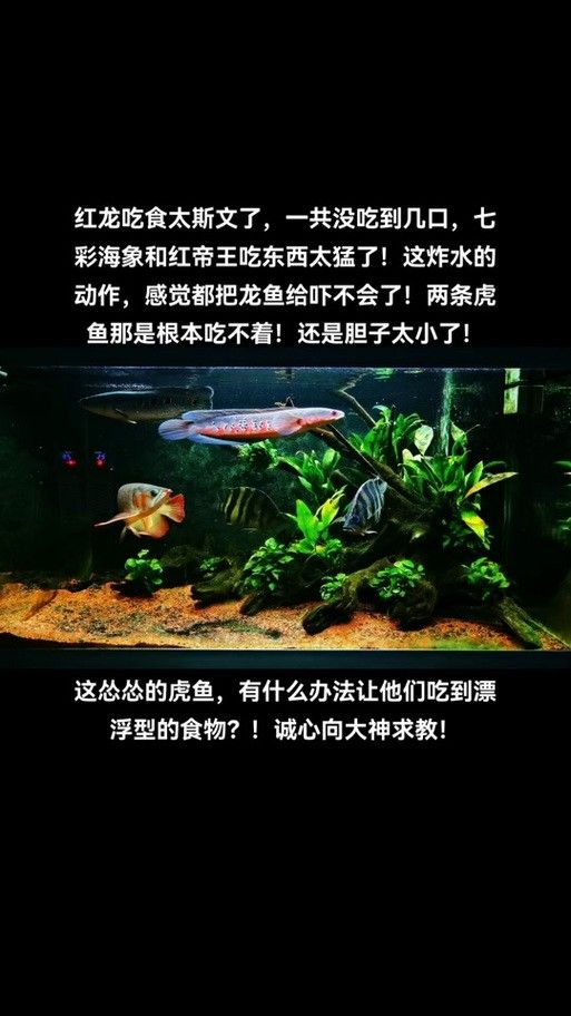 龍魚(yú)虎魚(yú)混養(yǎng)尺寸圖解大全