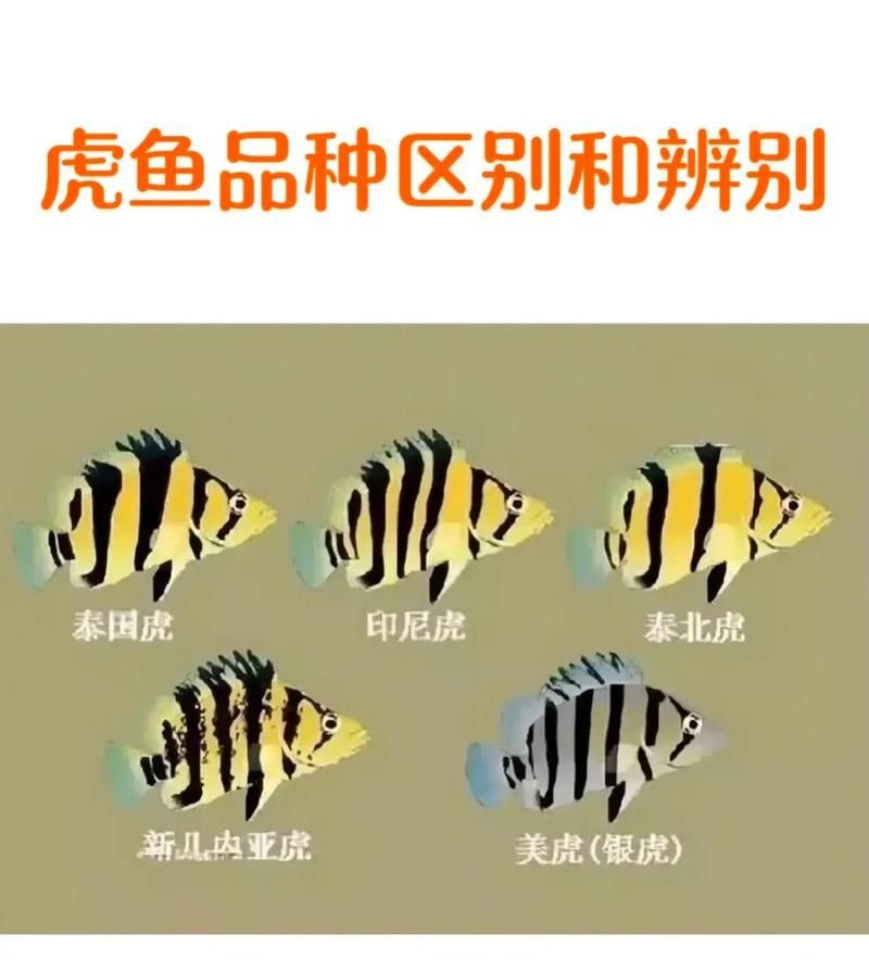 龍魚(yú)虎魚(yú)混養(yǎng)尺寸圖解大全