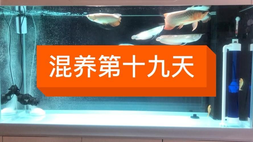 龍魚(yú)虎魚(yú)混養(yǎng)尺寸圖解大全