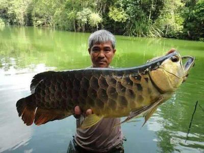 龍魚上門回收（合肥龍魚上門回收服務(wù)為寵物龍魚所有者提供的便利服務(wù)）