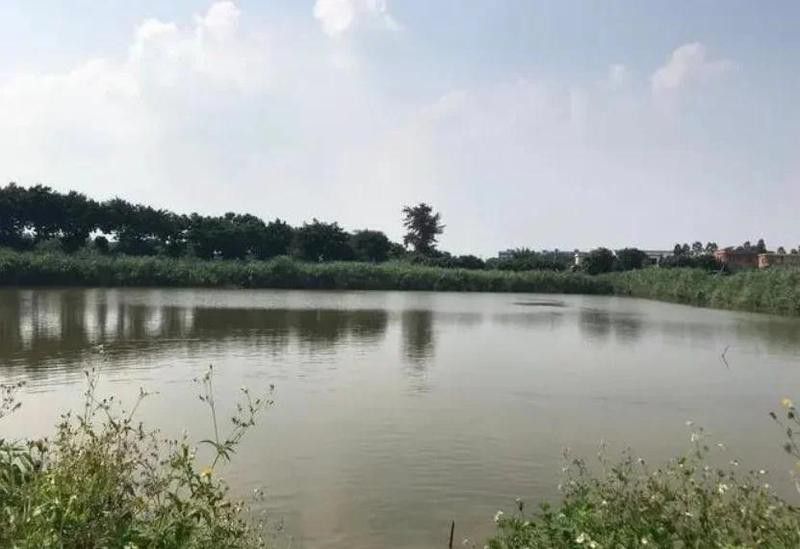 如何判斷白子招財龍魚是否吃飽？