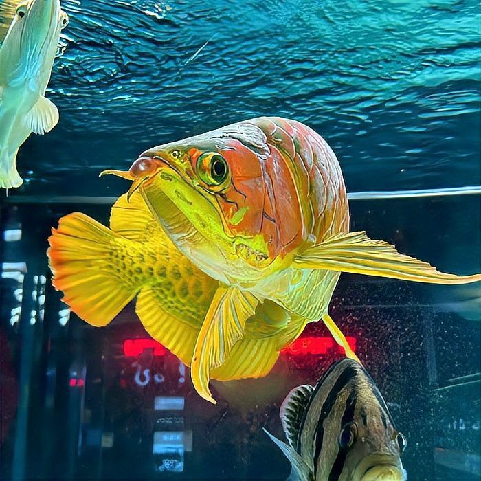 紅龍魚血統證明有效期是多久？ 紅龍魚血統證明有效期是多久？ 龍魚百科 第8張