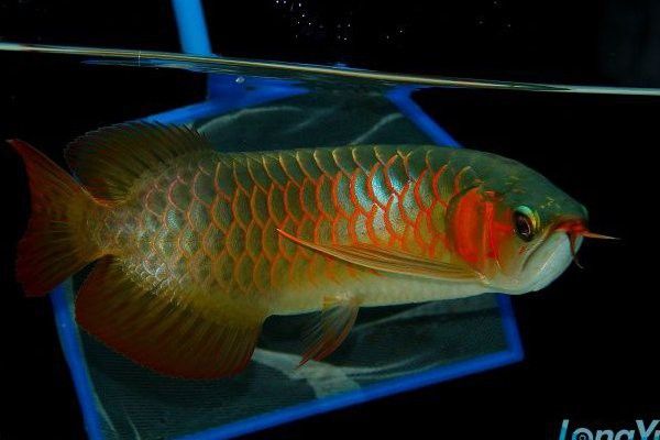 紅龍魚血統證明有效期是多久？ 紅龍魚血統證明有效期是多久？ 龍魚百科 第7張