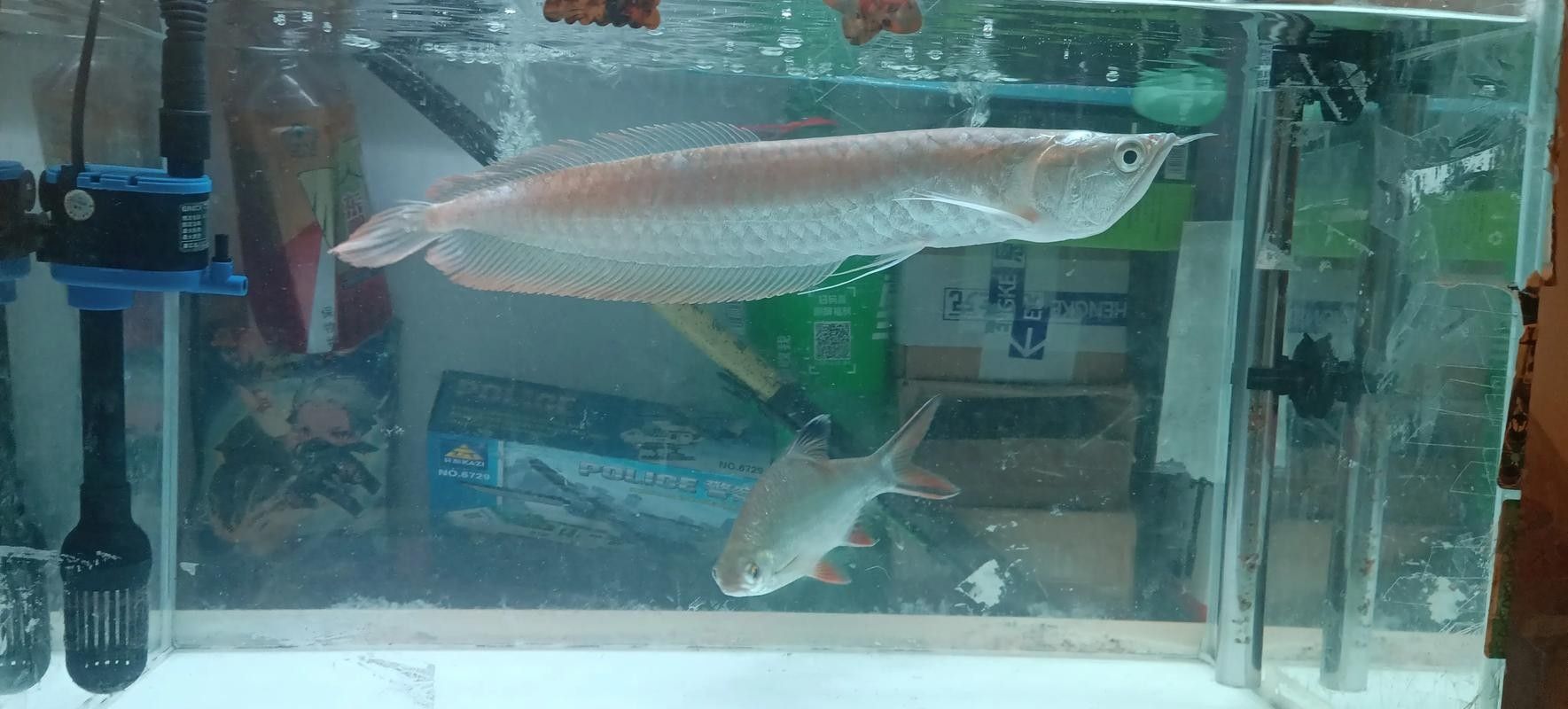 銀龍魚觀賞魚圖片大全大圖