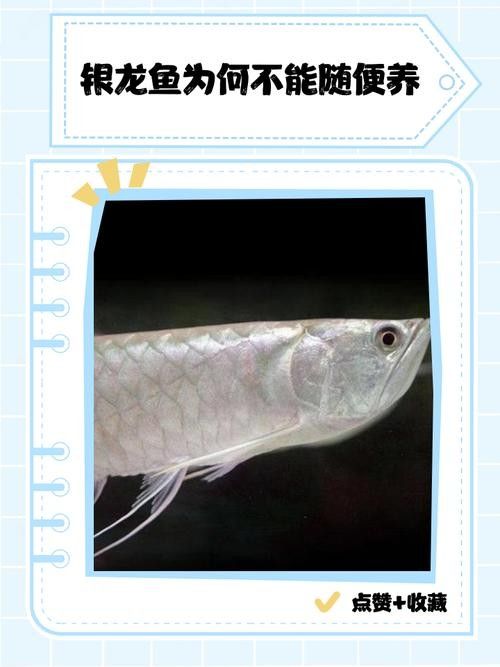 銀龍魚觀賞魚圖片大全大圖