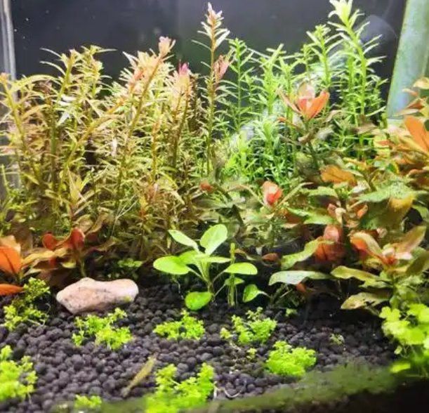 如何預防龍魚缸藻類再次爆發？