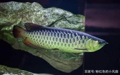 金龍魚的壽命有多長時間，金龍魚的壽命通常為20-30年，這是真的嗎？