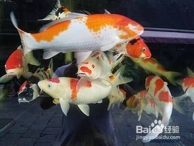 廣州龍魚展會：2023廣州龍魚比賽冠軍揭曉，頂級參賽者與精彩賽事回顧